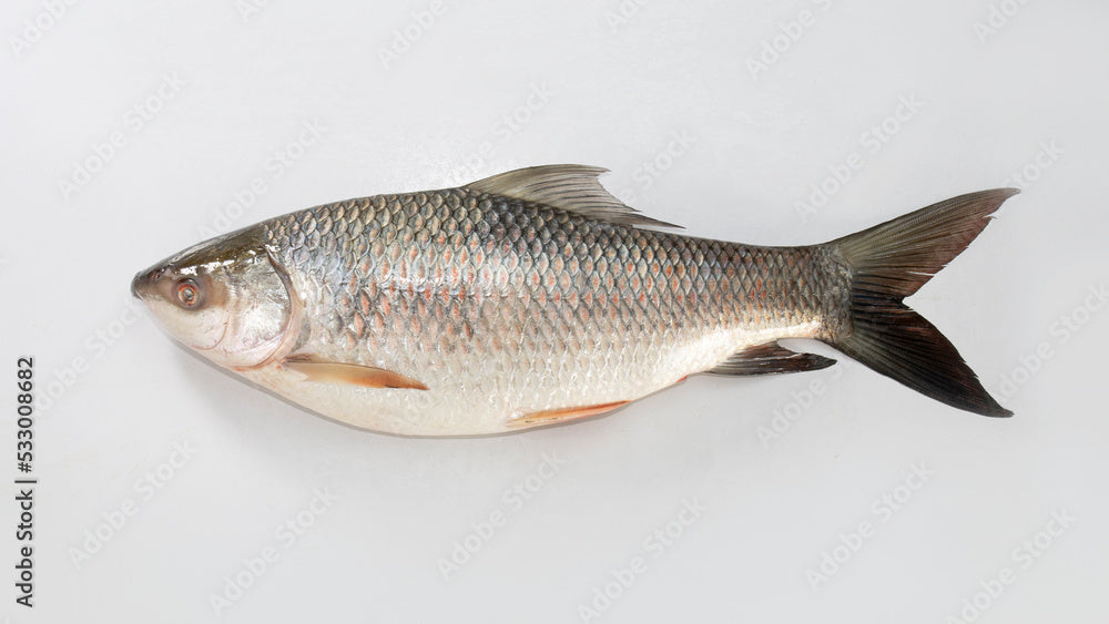 RAHU RUHI FISH