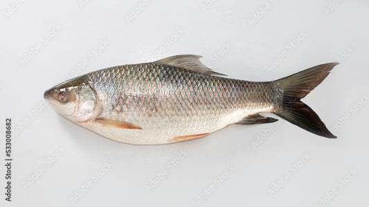 RAHU RUI FISH